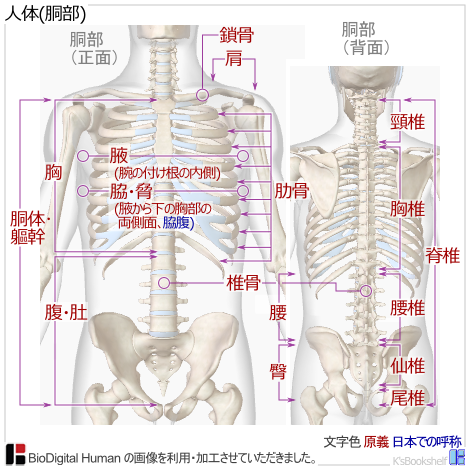 人体(胸部)