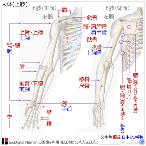 人体(上肢)