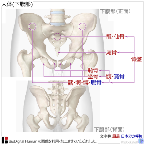 人体(下腹部)