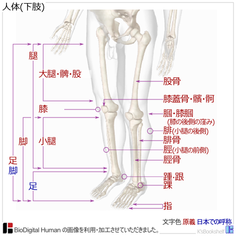 人体(下肢)