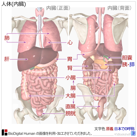 人体(内臓)