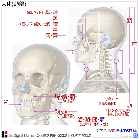 人体(頭部)