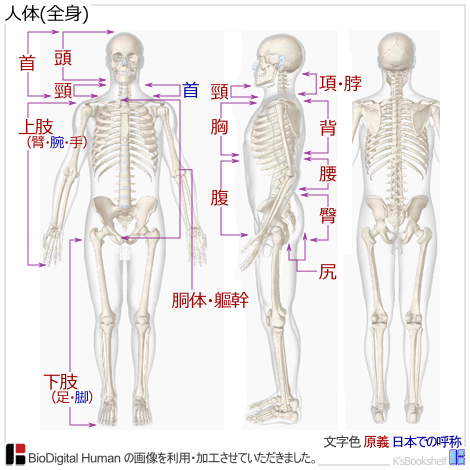 人体(全身)