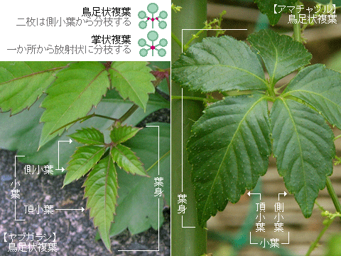 鳥足状複葉