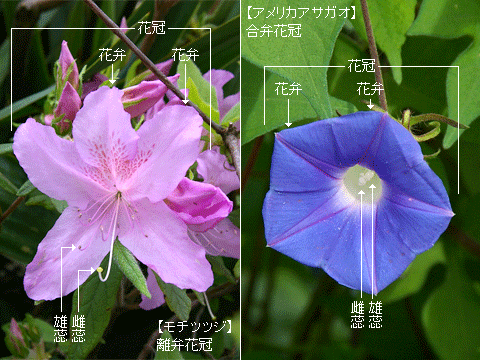 花冠