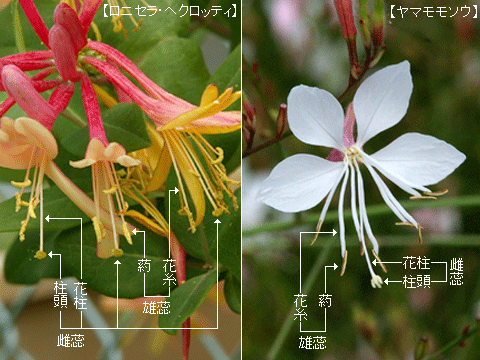 雌蕊・雄蕊